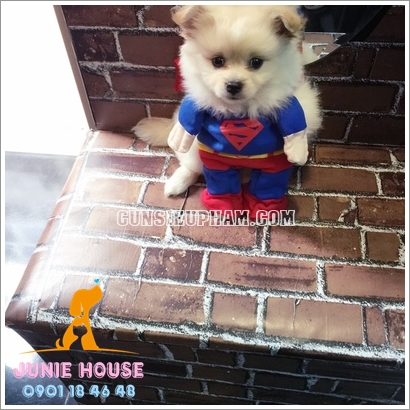Cunsieupham.com - facebook.com/juniehouse.petshop - Chuyên cung cấp các sản phẩm đẹp - độc - lạ cho cún