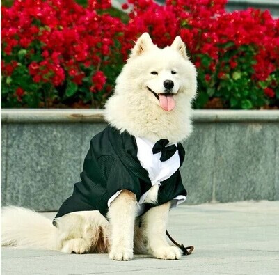 Junie House - Cách đo kích cỡ quần áo cho chó, quần áo siêu nhân cho chó, quần áo cosplay cho chó