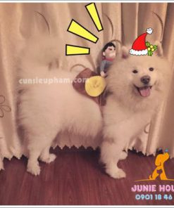 Quần áo siêu nhân Junie House - Trang phục hiệp sĩ cao bồi cho chó - Đồ Minions - Đò cướp biển cho chó