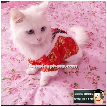 Junie House chuyên cung cấp trang phục cosplay cho chó mèo như áo Adidacog có mũ, hiệp sĩ cao bồi, trang phục Superman, Cướp biển, trang phục tết cho chó mèo... Hotline 0901 18 46 48