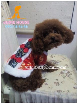 Quần áo tết cho chó mèo - trang phục siêu nhân Junie House - Trang phục hiệp sĩ cao bồi cho chó - Đồ Minions - Đồ cướp biển cho chó