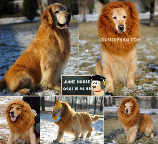 Junie House chuyên cung cấp trang phục cosplay cho chó mèo như áo Adidog có mũ, hiệp sĩ cao bồi, trang phục Superman, Cướp biển, bờm sư tử cho chó lớn... Hotline 0901 18 46 48