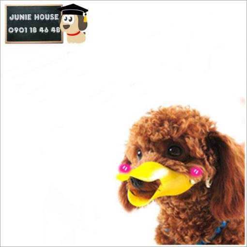 Junie House chuyên cung cấp trang phục cosplay cho chó mèo như áo Adidog có mũ, hiệp sĩ cao bồi, trang phục Superman, Cướp biển, rọ mõm hình mỏ vịt cho chó... Hotline 0901 18 46 48