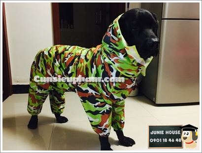 Junie House chuyên cung cấp trang phục cosplay cho chó mèo như áo Adidog có mũ, hiệp sĩ cao bồi, trang phục Superman, Cướp biển, áo mưa cho chó lớn... Hotline 0901 18 46 48