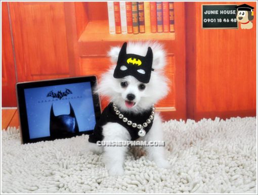 Junie House chuyên cung cấp trang phục cosplay cho chó mèo như áo Adidog có mũ, hiệp sĩ cao bồi, trang phục Superman, Cướp biển, trang phục Batman cho chó mèo... Hotline 0901 18 46 48