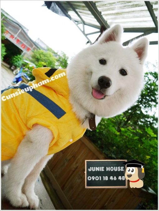 Junie House chuyên cung cấp quần áo cho chó, quần áo chó mèo, phụ kiện chó mèo, đồ noel cho chó mèo, đồ cosplay minions cho chó lớn | 0901.18.46.48
