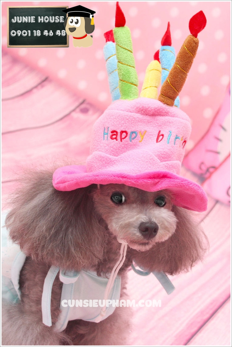 Junie House chuyên cung cấp quần áo cho chó, quần áo chó mèo, đồ chơi cho chó mèo, phụ kiện cho chó mèo, nón sinh nhật... Hotline 0901 18 46 48