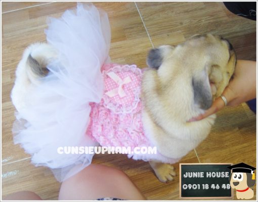 Junie House chuyên cung cấp các sản phẩm cho chó mèo như: Quần áo cho chó, quần áo chó mèo, phụ kiện chó mèo, váy ren hồng cho chó mèo Hotline 0901 18 46 48