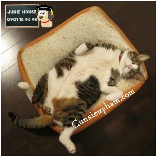 Junie House chuyên cung cấp quần áo, phụ kiện cho thú cưng: Trang phục superman, cướp biển, minions, nệm bánh mì cho chó mèo | 0901.18.46.48