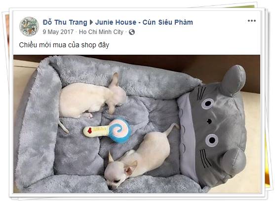 Feedback khách hàng Thu Trang - Junie House | Cún Siêu Phàm
