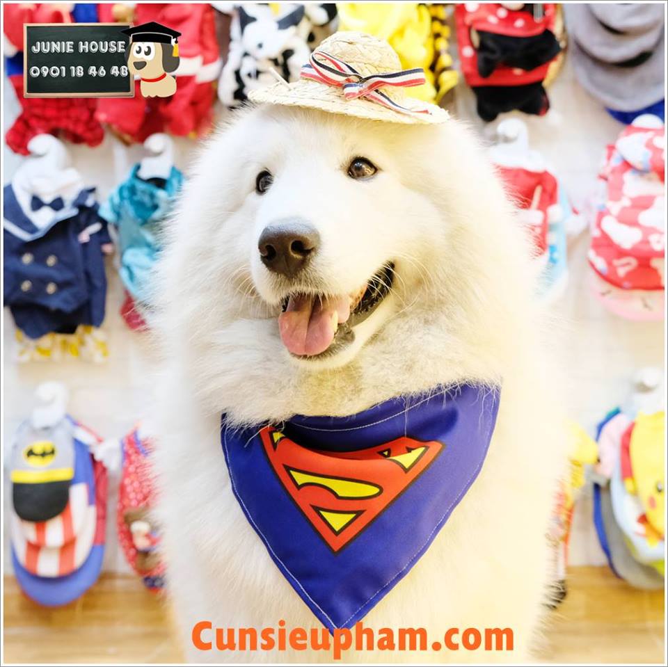 Junie House chuyên cung cấp quần áo cho chó, quần áo chó mèo, khăn yếm dành cho chó lớn... Hotline 0901 18 46 48